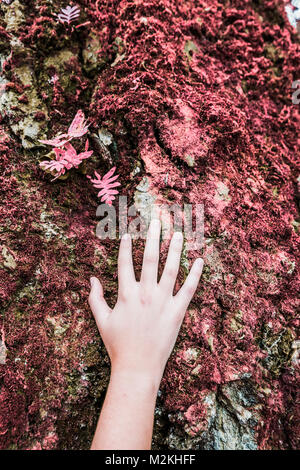 Eine Frau Hand berühren die Rinde eines Baumes - Infrarot Stockfoto