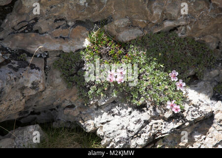 Rosa Cinquefoil wächst an Berghängen oberhalb des Grödnertales Die Dolomiten Südtirol Italien Stockfoto