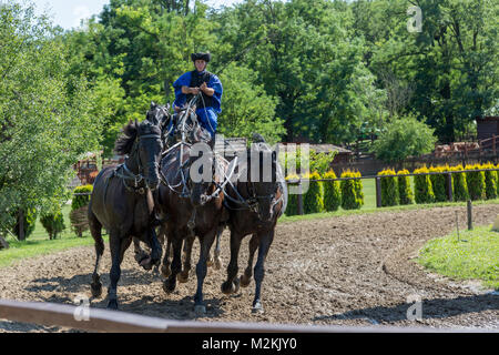 Männliche performr in traditionellen ungarischen Kostüm. Reiten mit seinem Team der Pferde, beim Stehen. Pferdesports zeigen in der Landschaft von Budapest in Ungarn. Stockfoto