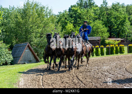 Männliche Schauspieler stehen auf Pferd, drivia Team der Pferde, im traditionellen ungarischen Kostüme. Pferdesports zeigen in der Landschaft von Budapest in Ungarn. Stockfoto