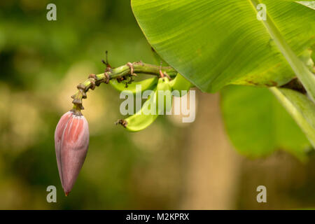 Zwei Bananen und Bananen Blume auf der Anlage in der Nähe von Mahagoni Strand, Ocho Rios, Jamaika, Karibik, Karibik Stockfoto