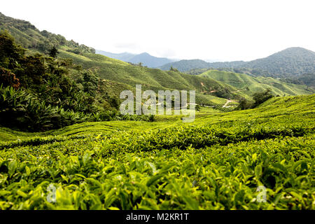 Teeplantage in Cameron Highlands, Malaysia Stockfoto