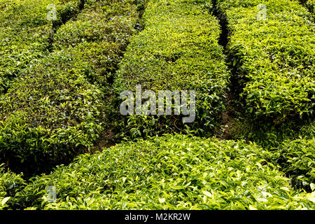 Teeplantage in Cameron Highlands, Malaysia Stockfoto