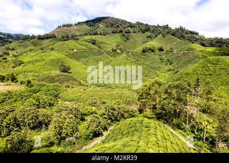 Grüner Tee-Plantagen in Cameroon Highlands in Malaysia Stockfoto