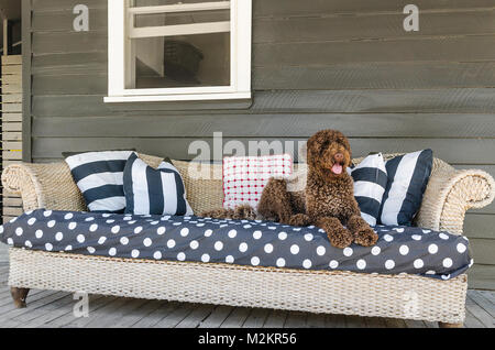 Chocolate Brown labradoodle Festlegung auf eine Lounge. Stockfoto