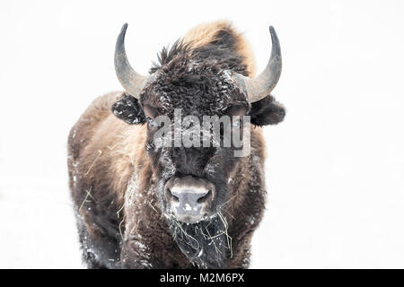 Plains Bisons (Bison bison Bison) oder American Buffalo, im Winter, Riding Mountain National Park, Manitoba, Kanada. Stockfoto