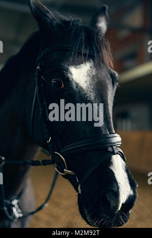 Dunkle Bay Horse Portrait Stockfoto