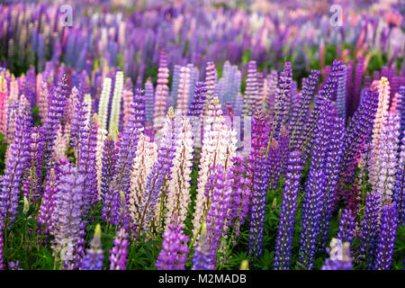 Bereich der wilde Lupinen in Neuseeland Stockfoto