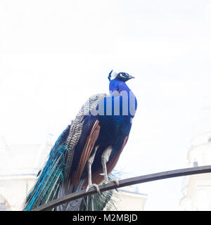 Indischen Pfauen (Peacock) Bunter Vogel thront auf einem metallischen Arch weißen Himmel im Hintergrund Stockfoto