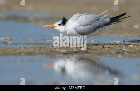 Tern am Strand Stockfoto