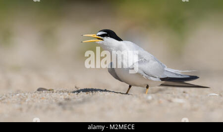 Tern am Strand Stockfoto