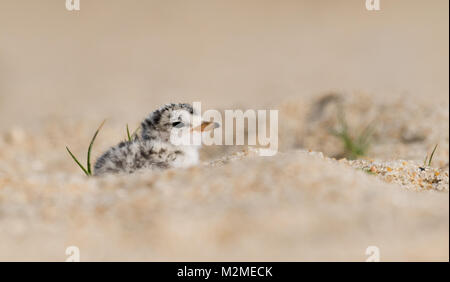 Tern am Strand Stockfoto