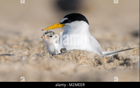 Tern am Strand Stockfoto