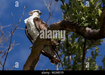 Osprey, Everglades National Park, Florida Stockfoto