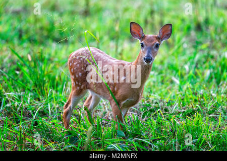 Horizontale Schuß einer White-tailed fawn in ein grünes Feld in Richtung Kamera schaut. Stockfoto