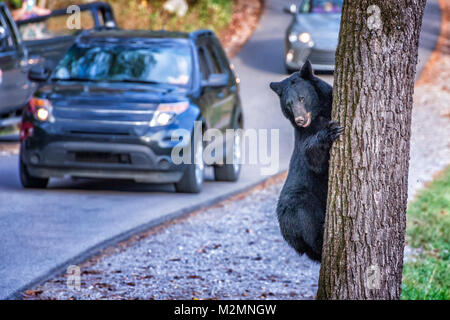 Horizontale geschossen von einem schwarzen bearclimbing einen Baum in die Cades Cove Bereich der Smoky Mountains National Park. Es ist eine Straße mit Verkehr Neben Th Stockfoto