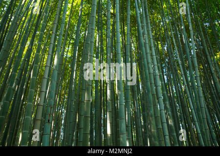 Bambus Wald am Arashiyama Bezirk in Kyoto, Japan Stockfoto