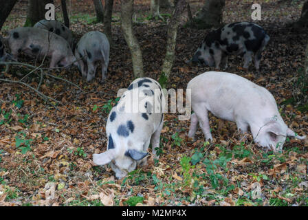 Schweine suchen nach eicheln im New Forest National Park unter der alten bürgerlichen Rechts von pannage, Hampshire, Großbritannien Stockfoto