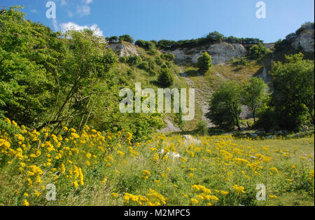 Anzeigen von Malling, Naturschutzgebiet chalk Grube mit Spätsommer Wildblumen, Lewes, East Sussex, UK, Teil des Nationalparks South Downs Stockfoto