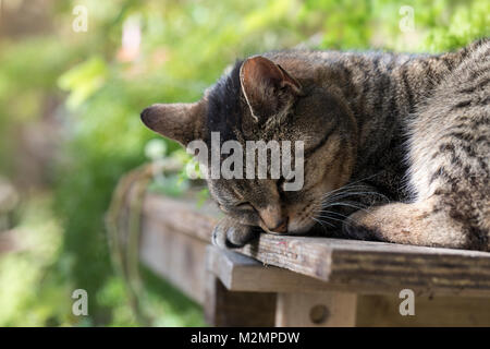 Tabby Katze schlafen auf einer gartenbank Stockfoto