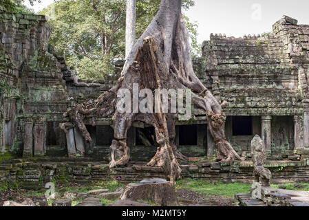 Tempelruinen bewachsen mit Bäumen, Preah Khan, Angkor, Kambodscha Stockfoto