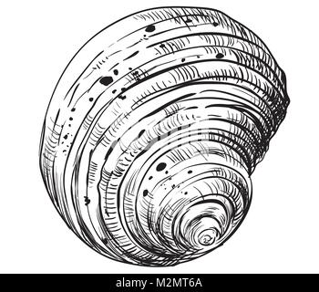 Handzeichnung seashell. Vektor monochromen Abbildung: Swirl seashell auf weißem Hintergrund. Stock Vektor