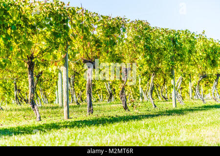 Grüner Weinberg Zeilen im Herbst, Sommer, Herbst in Virginia Landschaft mit Nahaufnahme des unter Weinreben Niederlassungen Stockfoto