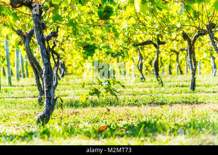 Grüner Weinberg Zeilen im Herbst, Sommer, Herbst in Virginia Landschaft mit Nahaufnahme des unter Weinreben Niederlassungen Stockfoto