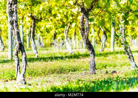 Grüner Weinberg Zeilen im Herbst, Sommer, Herbst in Virginia Landschaft mit Nahaufnahme des unter Weinreben Niederlassungen Stockfoto