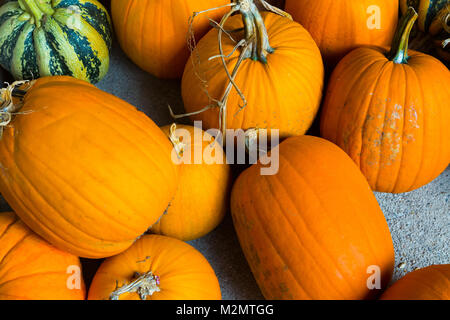 Herbst Kürbis Thanksgiving und Halloween Hintergrund - orange Kürbisse über Holz- Tabelle. Stockfoto