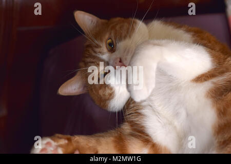 Goofy Cat Closeup Portrait Stockfoto