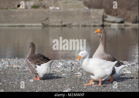 Weiße und graue Gänse an der Mündung des Flusses Entella - Chiavari - Italien Stockfoto