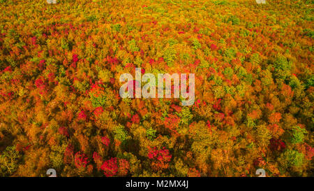 Antenne drone Ansicht von atemberaubenden farbenfrohen Herbst Wald. Drone Luftaufnahme Konzept. Stockfoto