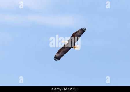 Weißkopfseeadler fliegen mit Fischen bei Lock & Dam 18 in Gladstone; Illinois. Stockfoto