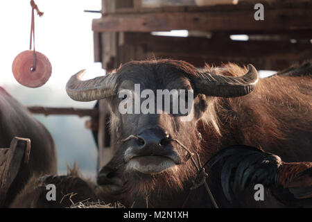 Thai Büffel in dem Gebiet, Buffalo Landwirtschaft für Reis anpflanzen, Thai Farmers' Lebensstil. Stockfoto