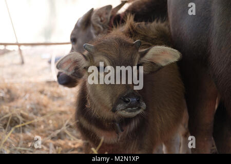 Thai Büffel in dem Gebiet, Buffalo Landwirtschaft für Reis anpflanzen, Thai Farmers' Lebensstil. Stockfoto