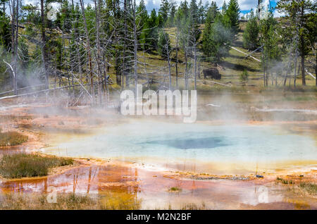 Bisons weiden in der Nähe des Abgrunds Pool in der Kette Seen des Upper Geyser Basin. Yellowstone Nationalpark, Wyoming Stockfoto