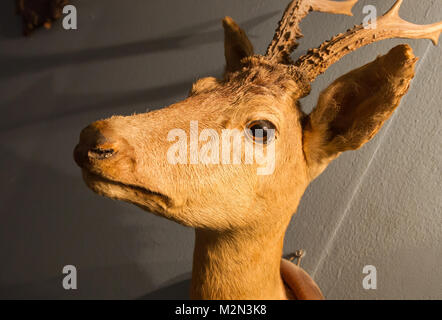 Ausgestopften Hirschkopf, an der Wand aufhängen Stockfoto