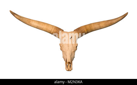 Schädel mit großen Geweih, isoliert auf weißem Stockfoto