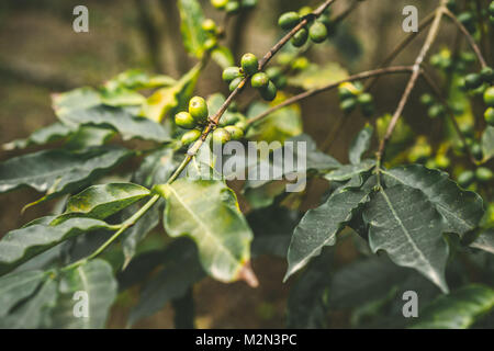 Angebaute Kaffee Plantage. Zweig mit grünen Bohnen und Laub. Santo Antao, Kap Verde Stockfoto