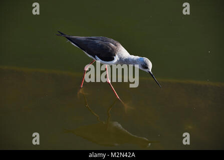 Schwarz - geflügelte Stelzenläufer auf Pushkar See, Rajasthan, Indien Stockfoto