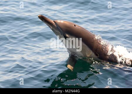 In der Nähe einer gemeinsamen Delphin aus dem Wasser springen Stockfoto