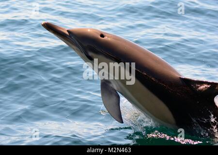 Nahaufnahme von einem wilden Delphin aus dem Wasser springen Stockfoto