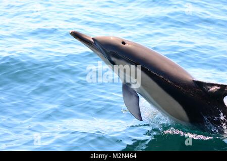 Nahaufnahme von einem wilden Delphin aus dem Wasser springen Stockfoto