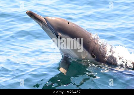 Nahaufnahme von einem wilden Delphin aus dem Wasser springen Stockfoto