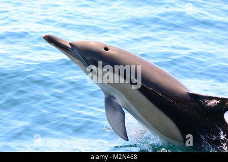 In der Nähe einer gemeinsamen Delphin aus dem Wasser springen Stockfoto