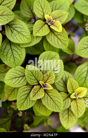 Plectranthus ciliatus Easy Gold, Blätter, Laub, attraktiv, Pflanze, Pflanzen, RM Floral Stockfoto