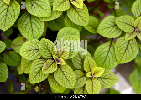 Plectranthus ciliatus Easy Gold, Blätter, Laub, attraktiv, Pflanze, Pflanzen, RM Floral Stockfoto