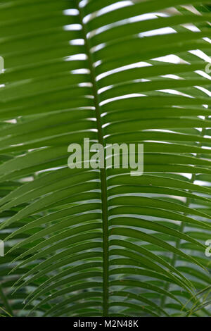 Dioon spinulosum, riesige dioon, Gummi Palm, Cycad, Palmfarne, Blätter, Laub, RM Floral Stockfoto