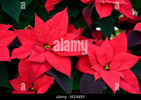 Euphorbia pulcherrima glückliche Tage, poinsettia, Rot, Blume, Blumen, Blüte, Weihnachten, Associate, verbunden, Weihnachtszeit, Pflanze, Pflanzen, RM Floral Stockfoto
